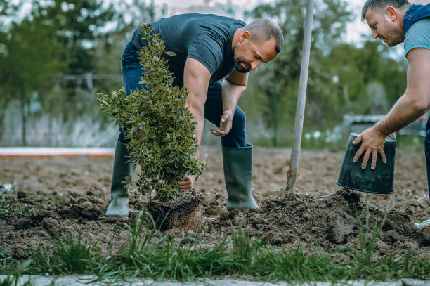 Tree and Shrub Care in Boaz, AL