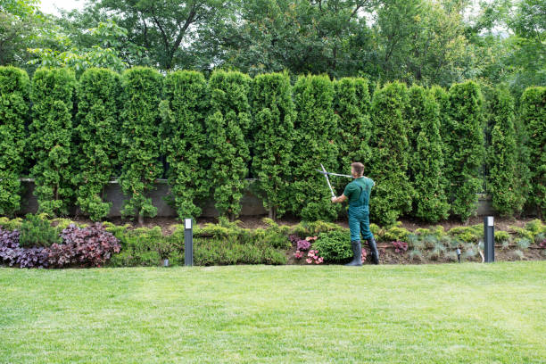 Best Lawn Grading and Leveling  in Boaz, AL