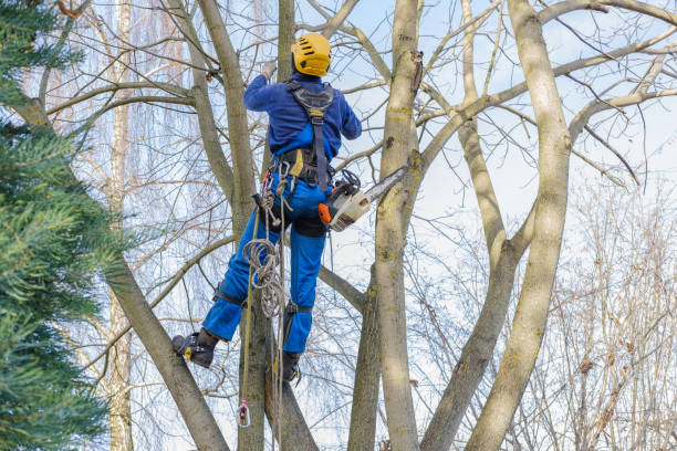 Best Arborist Consultation Services  in Boaz, AL
