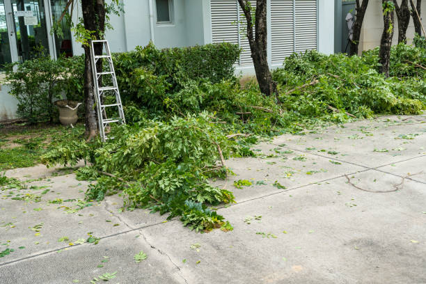Best Lawn Disease Treatment  in Boaz, AL