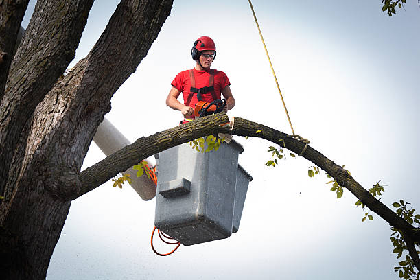 Best Aeration Services  in Boaz, AL