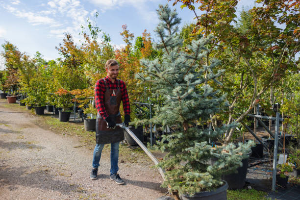 How Our Tree Care Process Works  in  Boaz, AL
