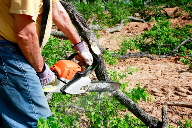 Best Tree Preservation Services  in Boaz, AL